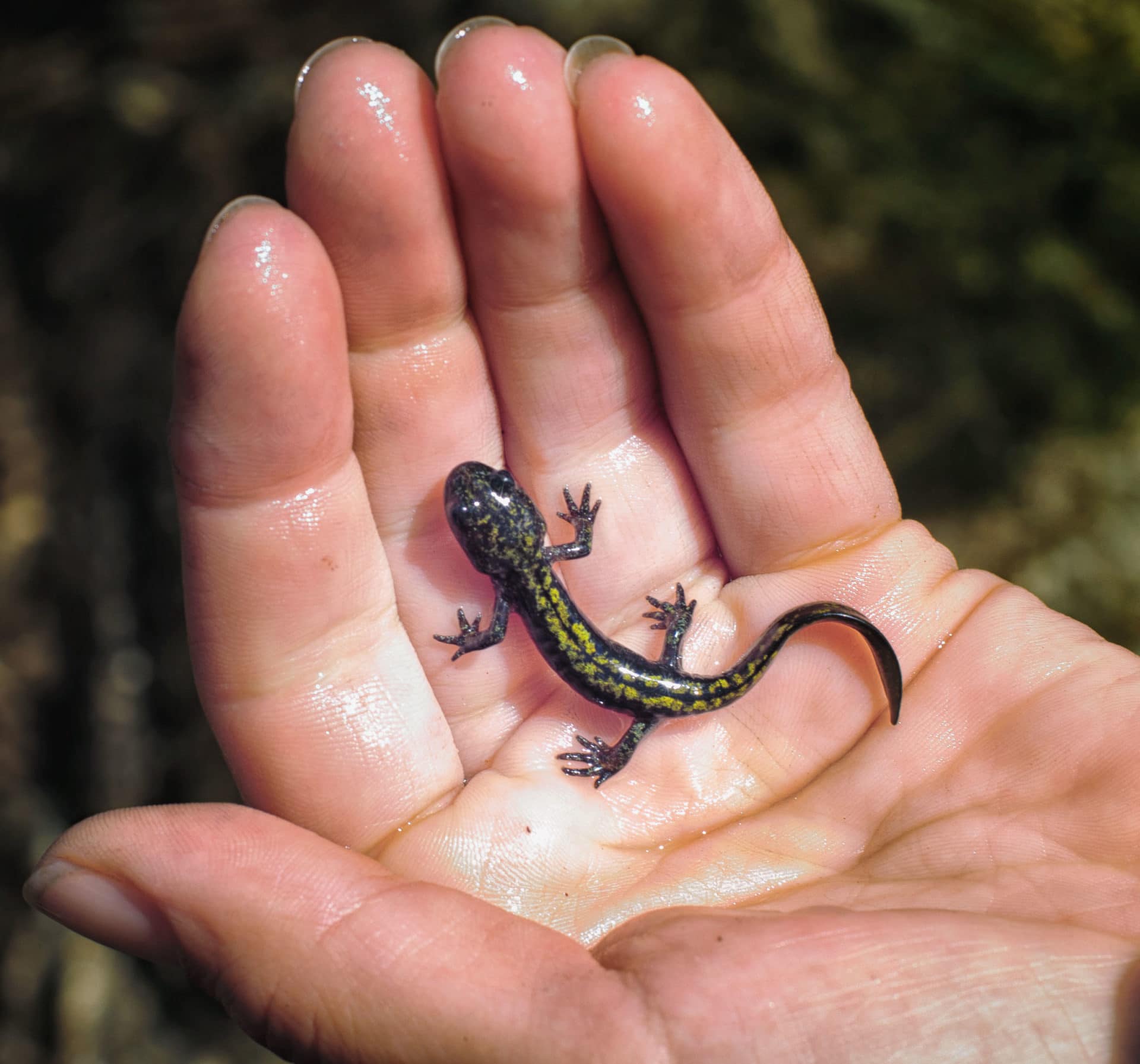 Salamander_fixed